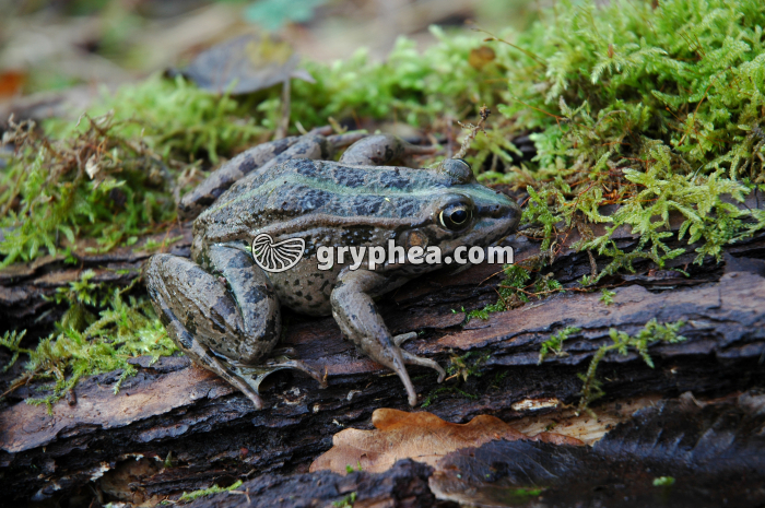Grenouille - gryphea.org